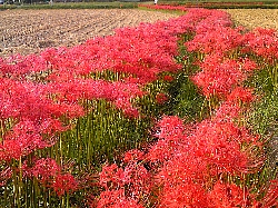 彼岸花が見ごろです